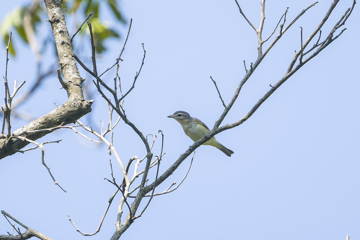Vireo Gorjeador Oriental - ML644499712