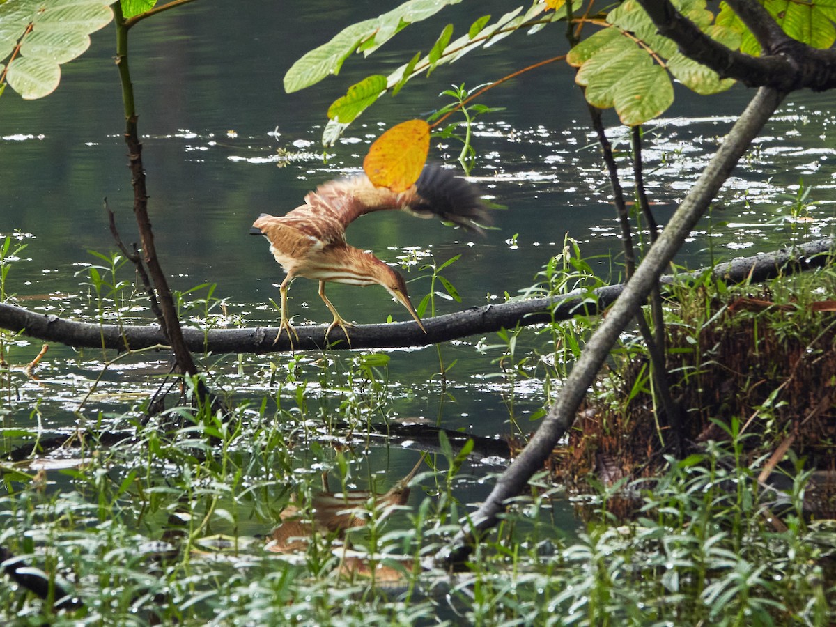 Blongios de Chine - ML644499714