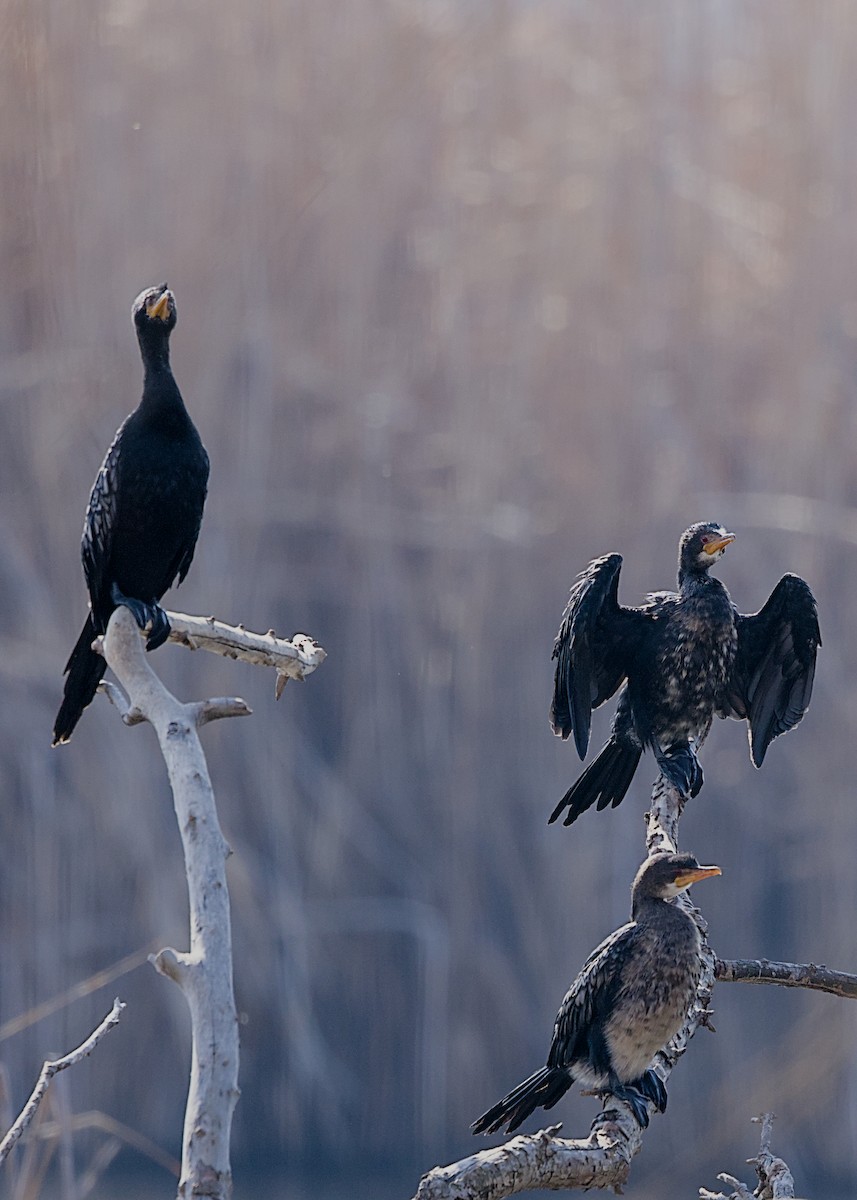 アフリカコビトウ - ML644499719