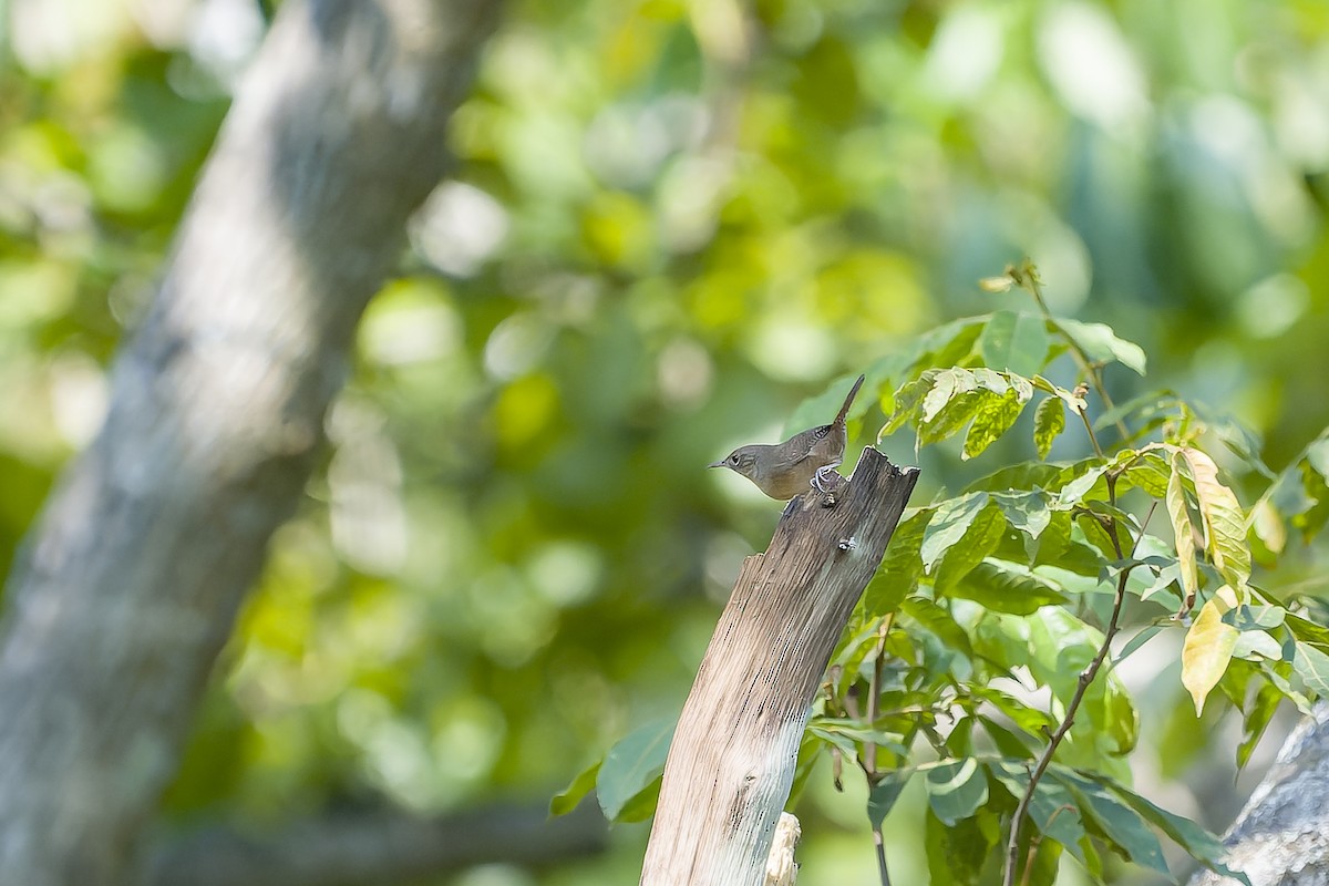 Chochín Criollo Sureño (grupo intermedius) - ML644499720