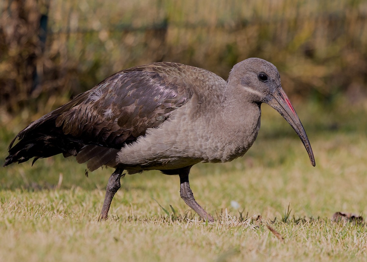 hadadaibis - ML644499736