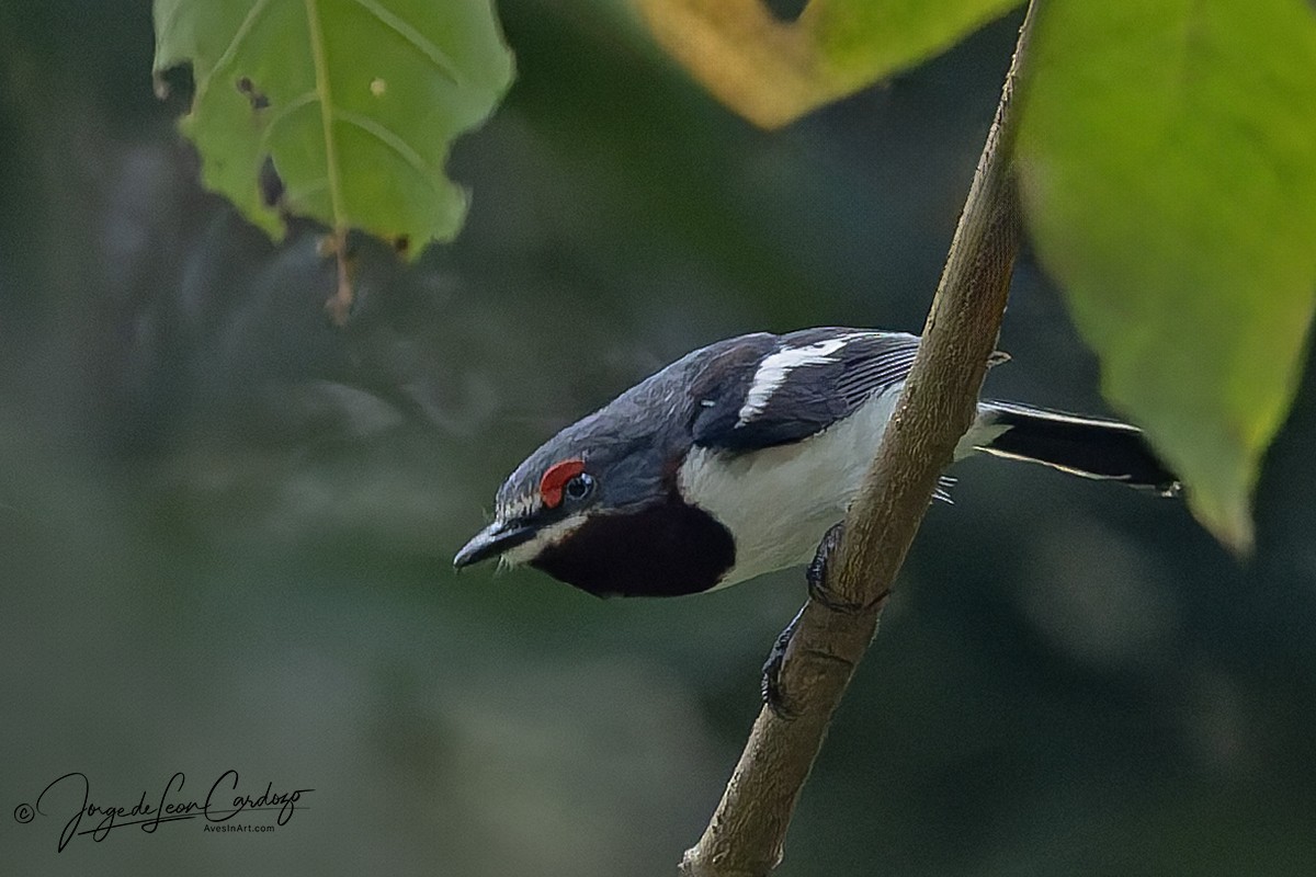 メガネヒタキ - ML644499738