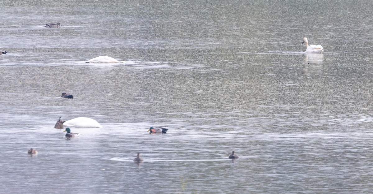 Beltxarga txistularia - ML644499745