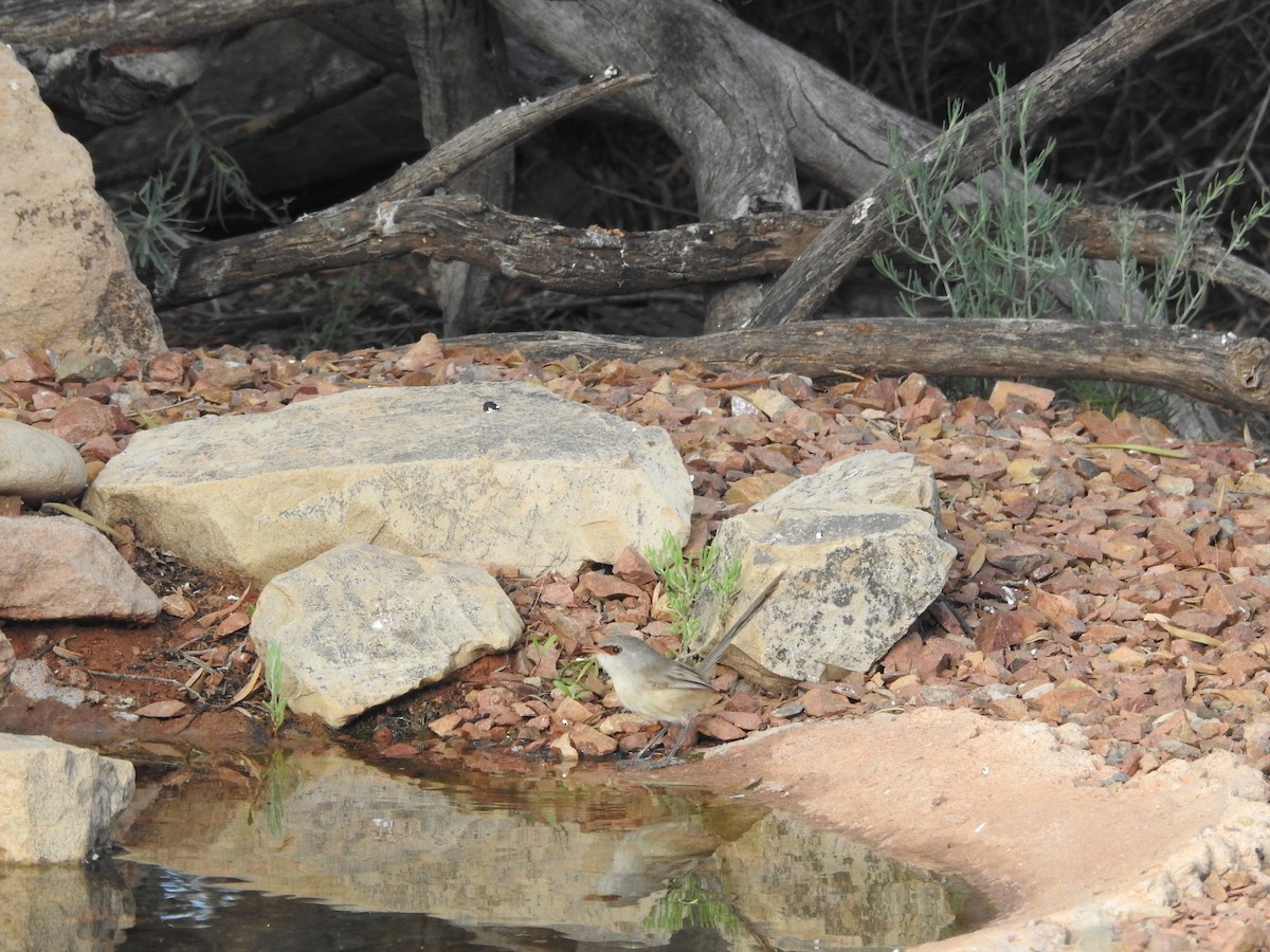 Purple-backed Fairywren - ML644499747