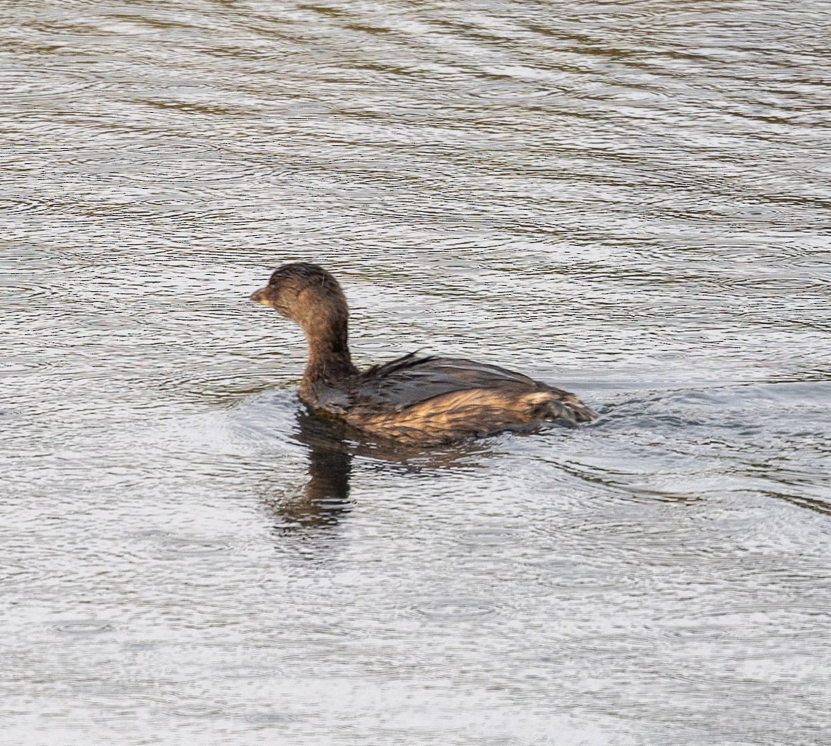Pied-billed Grebe - ML644499754