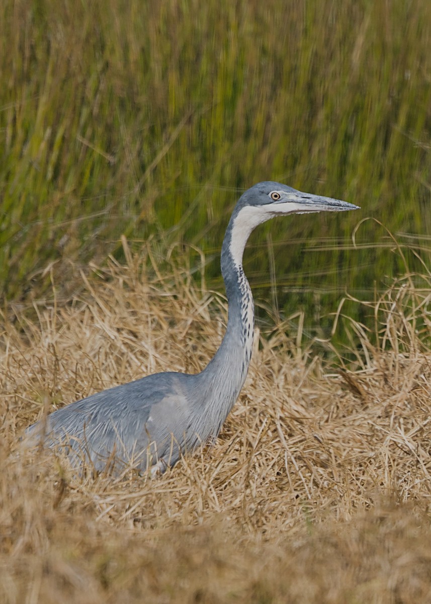 Black-headed Heron - ML644499756