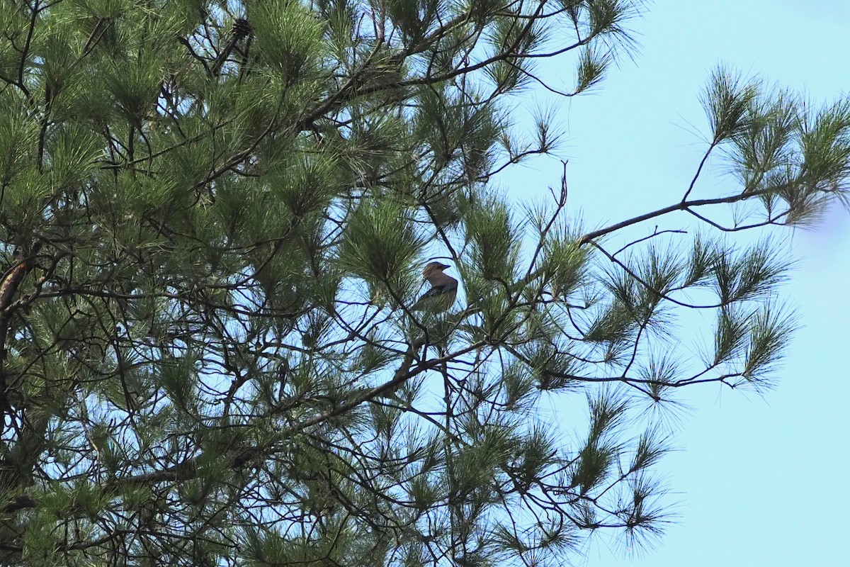 Eurasian Jay - ML644499762
