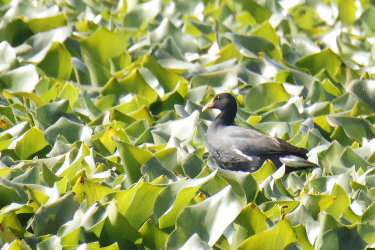 Amerika Sutavuğu - ML644499767