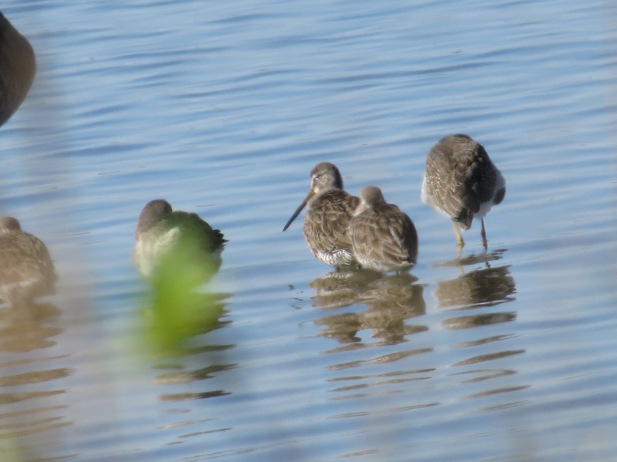 Long-billed Dowitcher - ML644499782