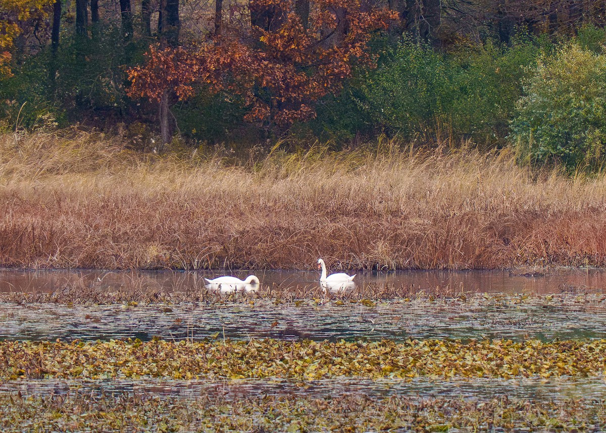 labuť velká - ML644499784