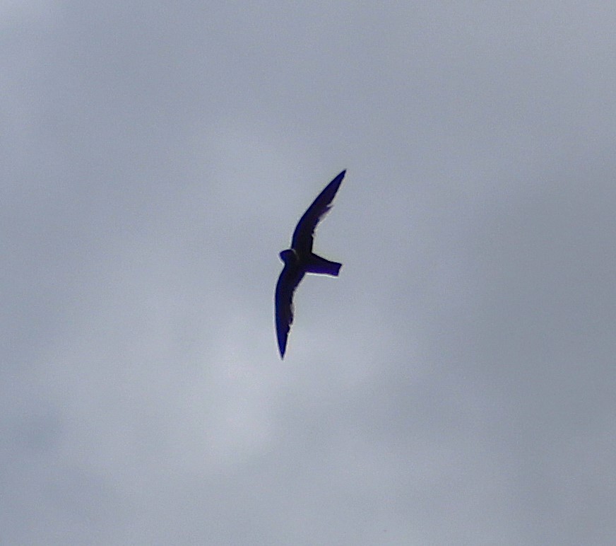 White-collared Swift - ML644499785