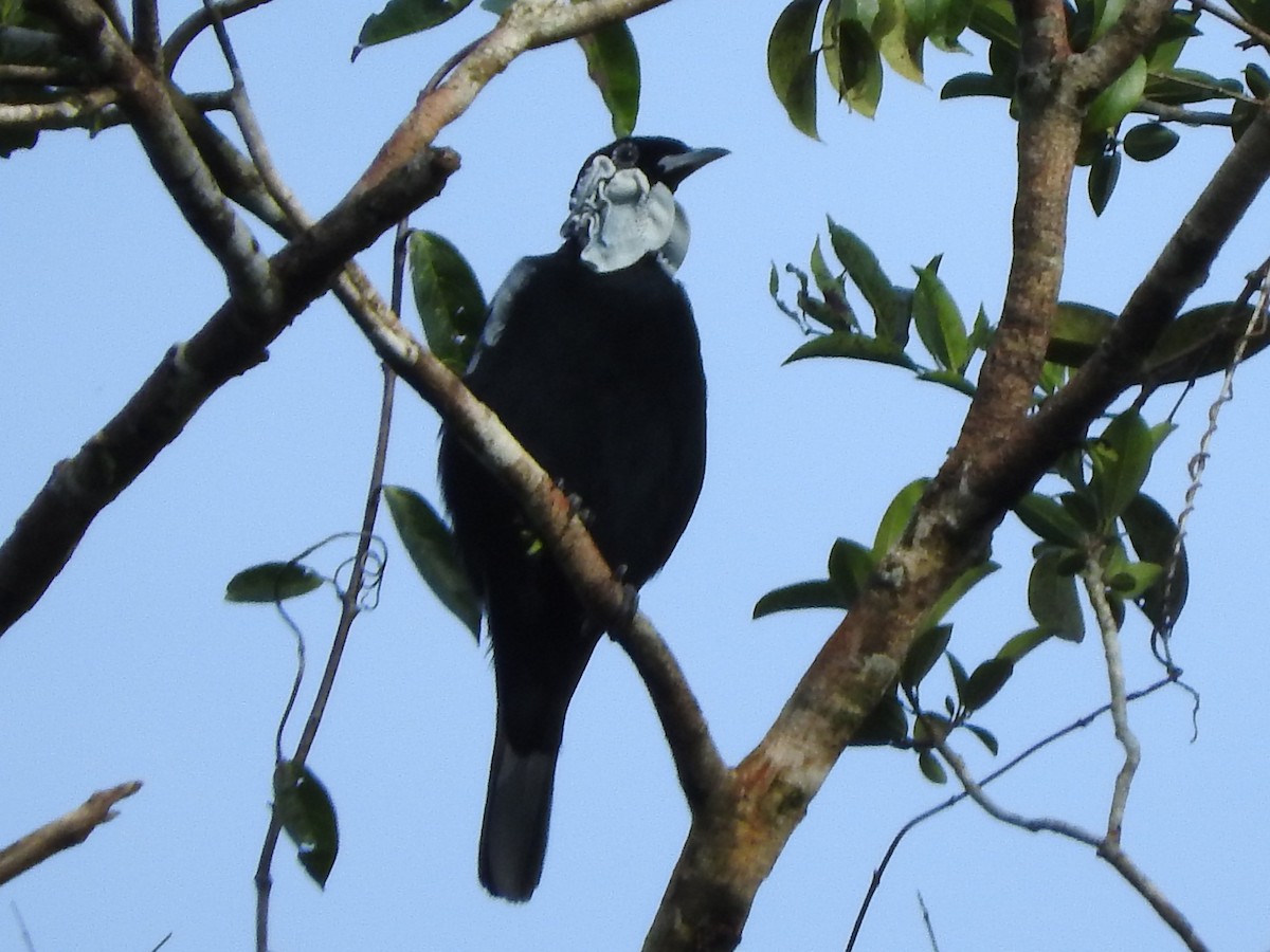 Bare-necked Fruitcrow - ML644499808