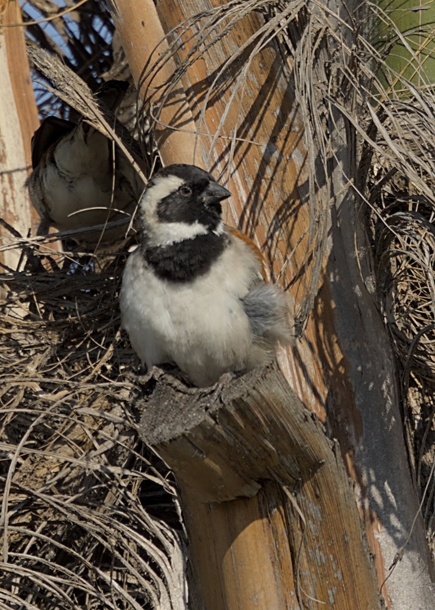 Cape Sparrow - ML644499810