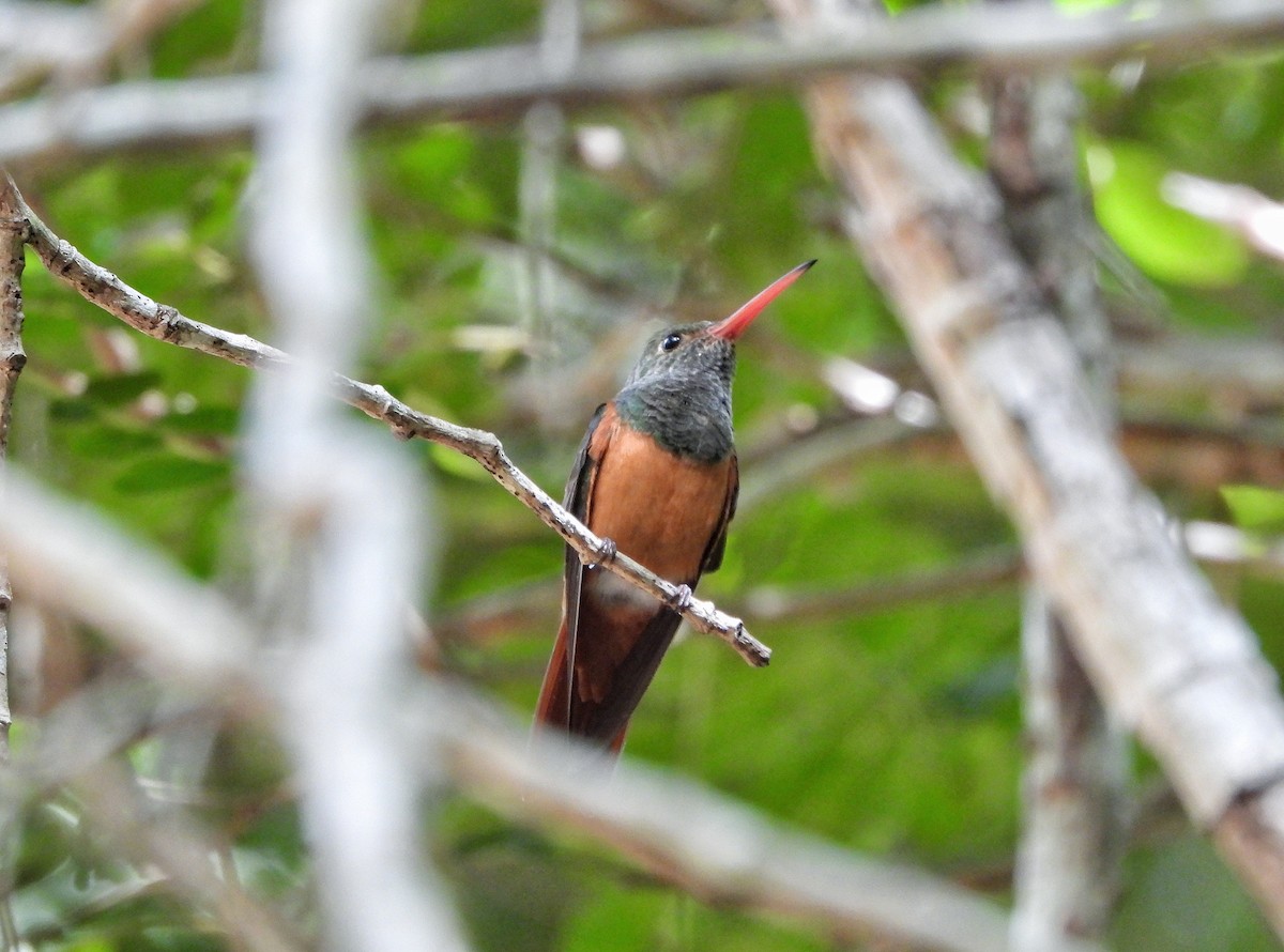 Buff-bellied Hummingbird - ML644499811