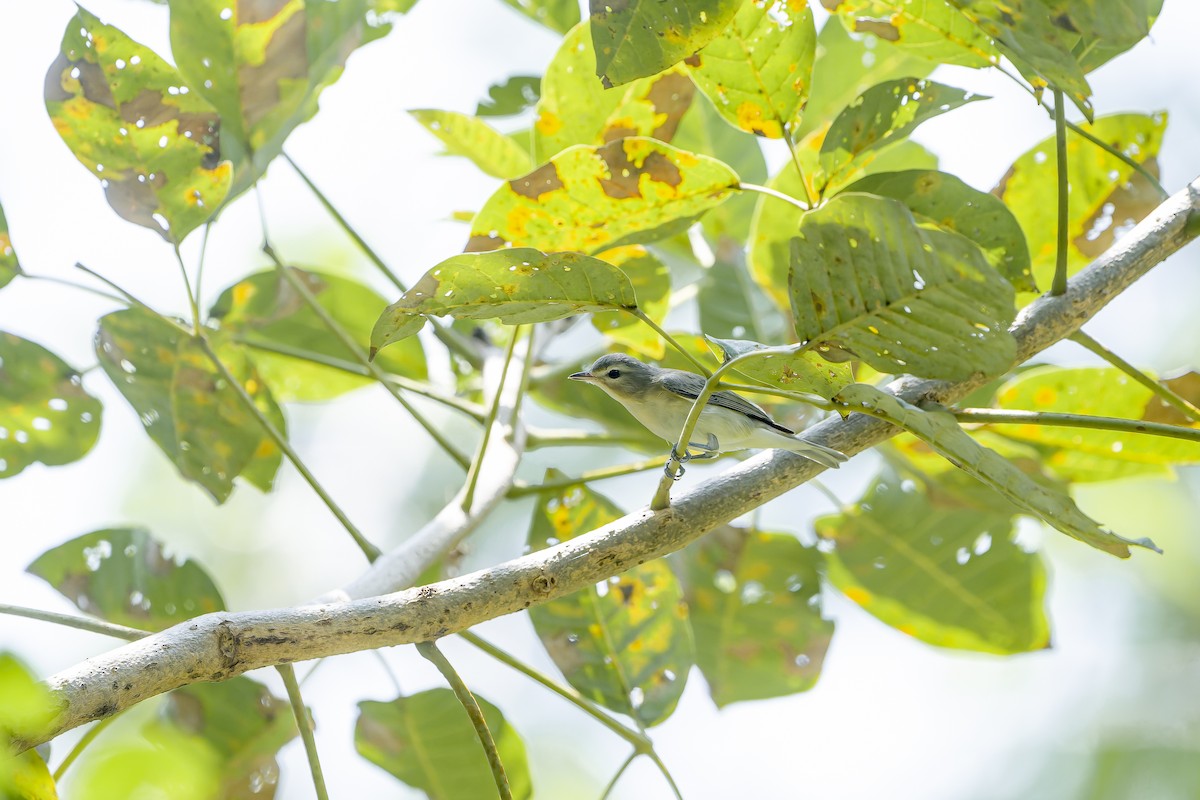 Vireo Gorjeador Oriental - ML644499814