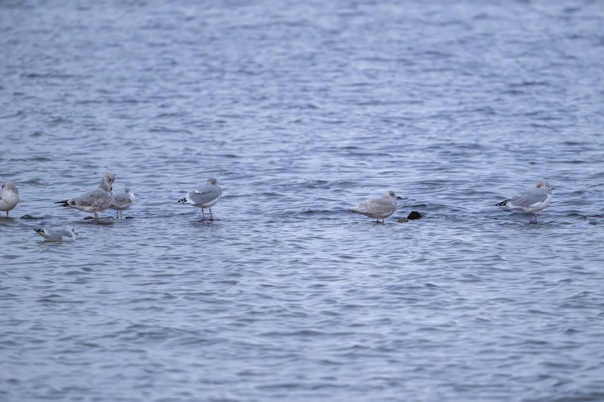 アイスランドカモメ - ML644499825