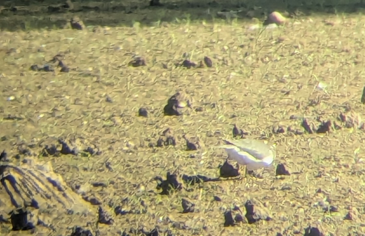 Spotted Sandpiper - ML644499831