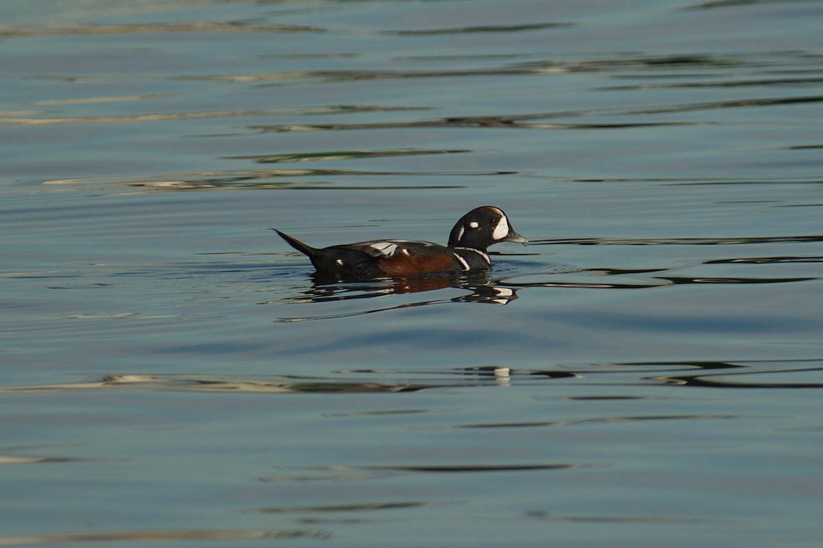 Хотгуужин чөрх - ML644499833