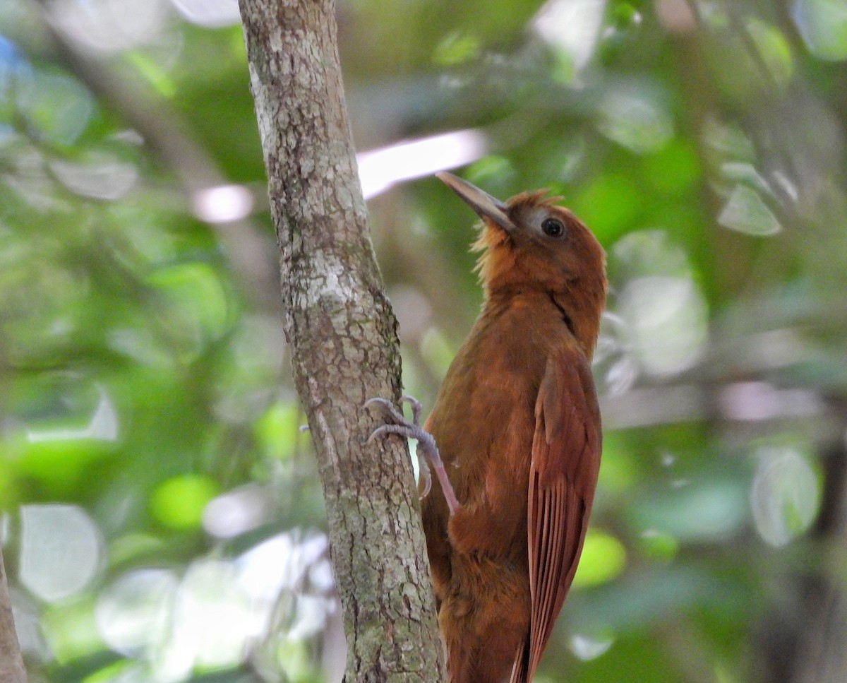Ruddy Woodcreeper - ML644499842