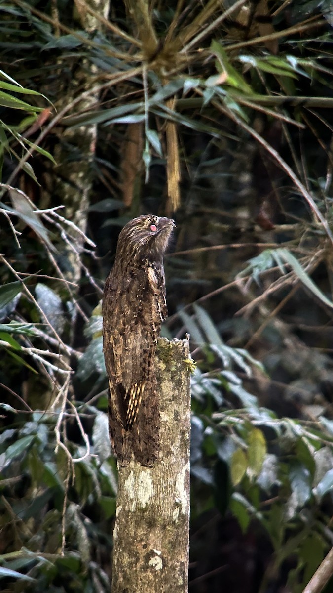 オナガタチヨタカ - ML644499843