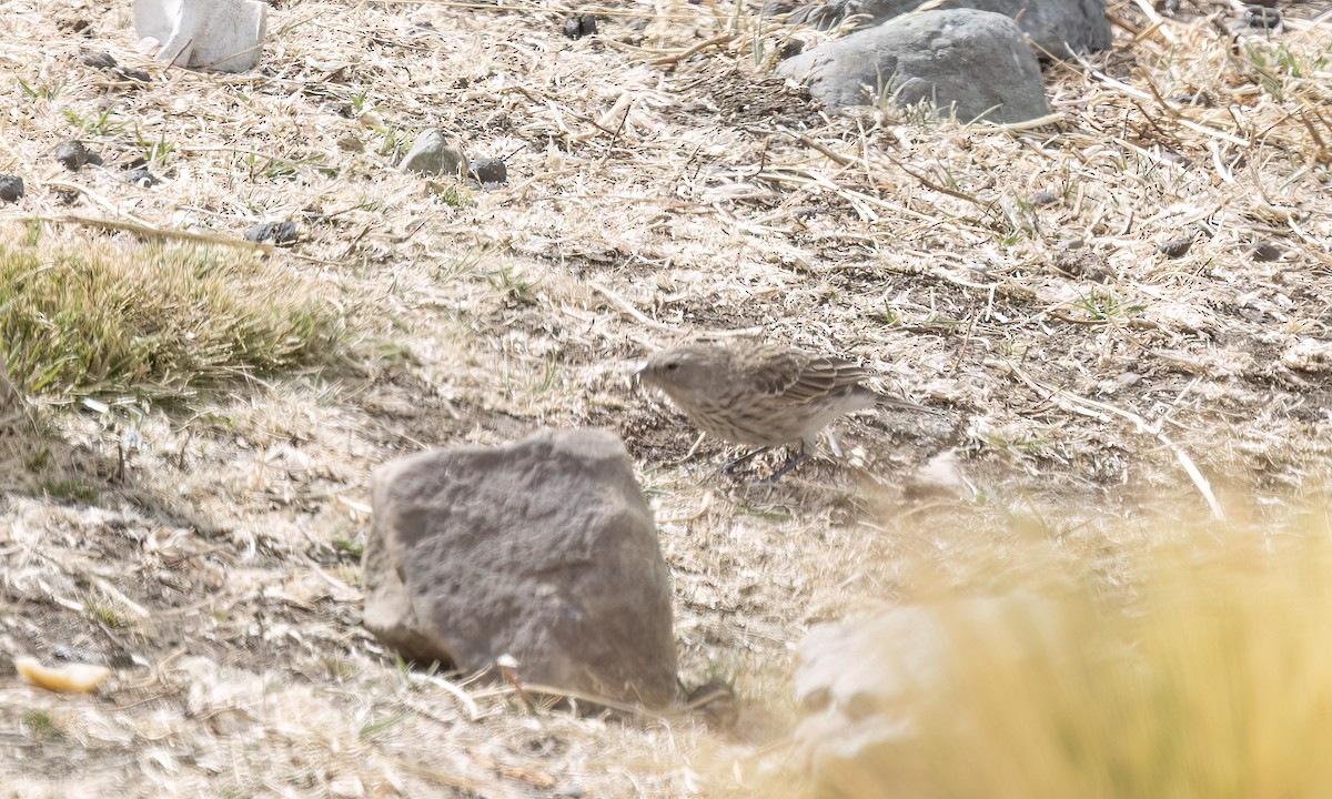 Yal Plebeyo - ML644499845