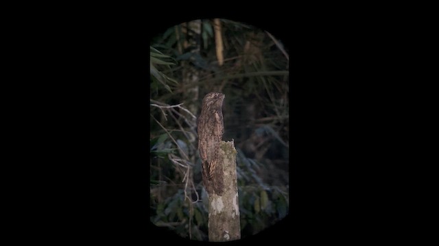 Long-tailed Potoo - ML644499846