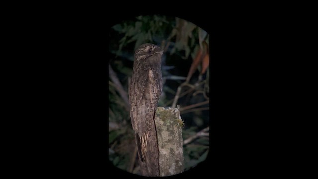 Long-tailed Potoo - ML644499847