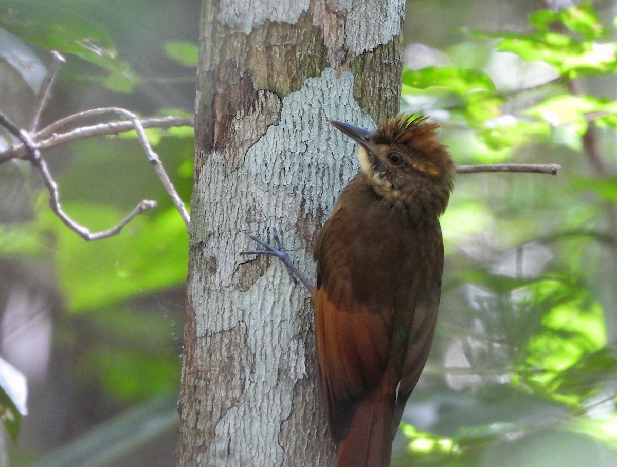 Tawny-winged Woodcreeper - ML644499853
