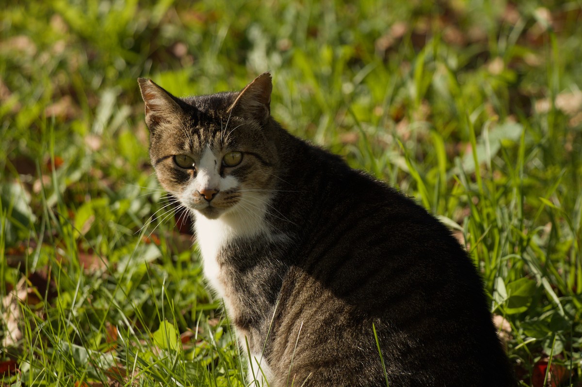 Domestic Cat - ML644499856