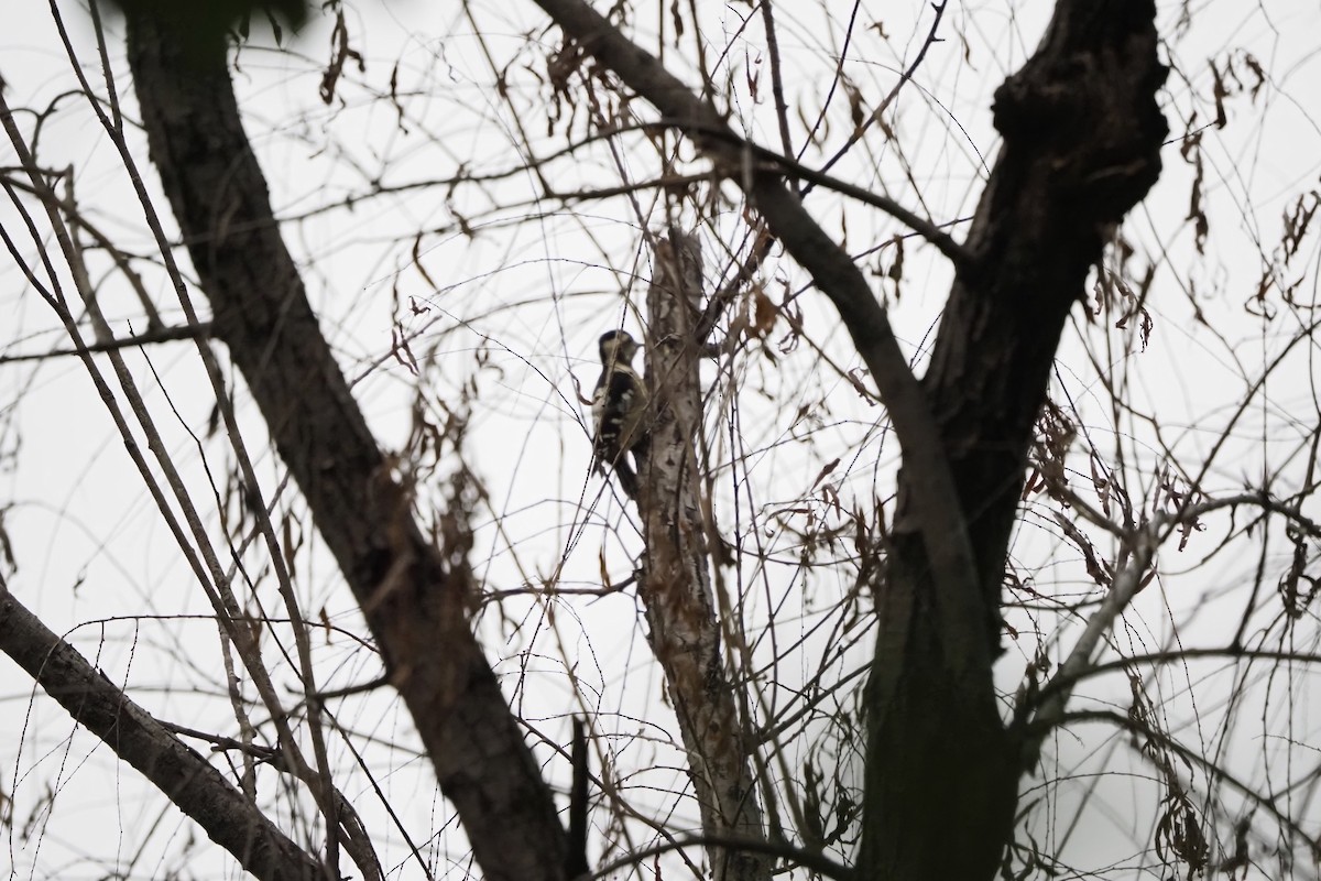 Gray-capped Pygmy Woodpecker - ML644499857