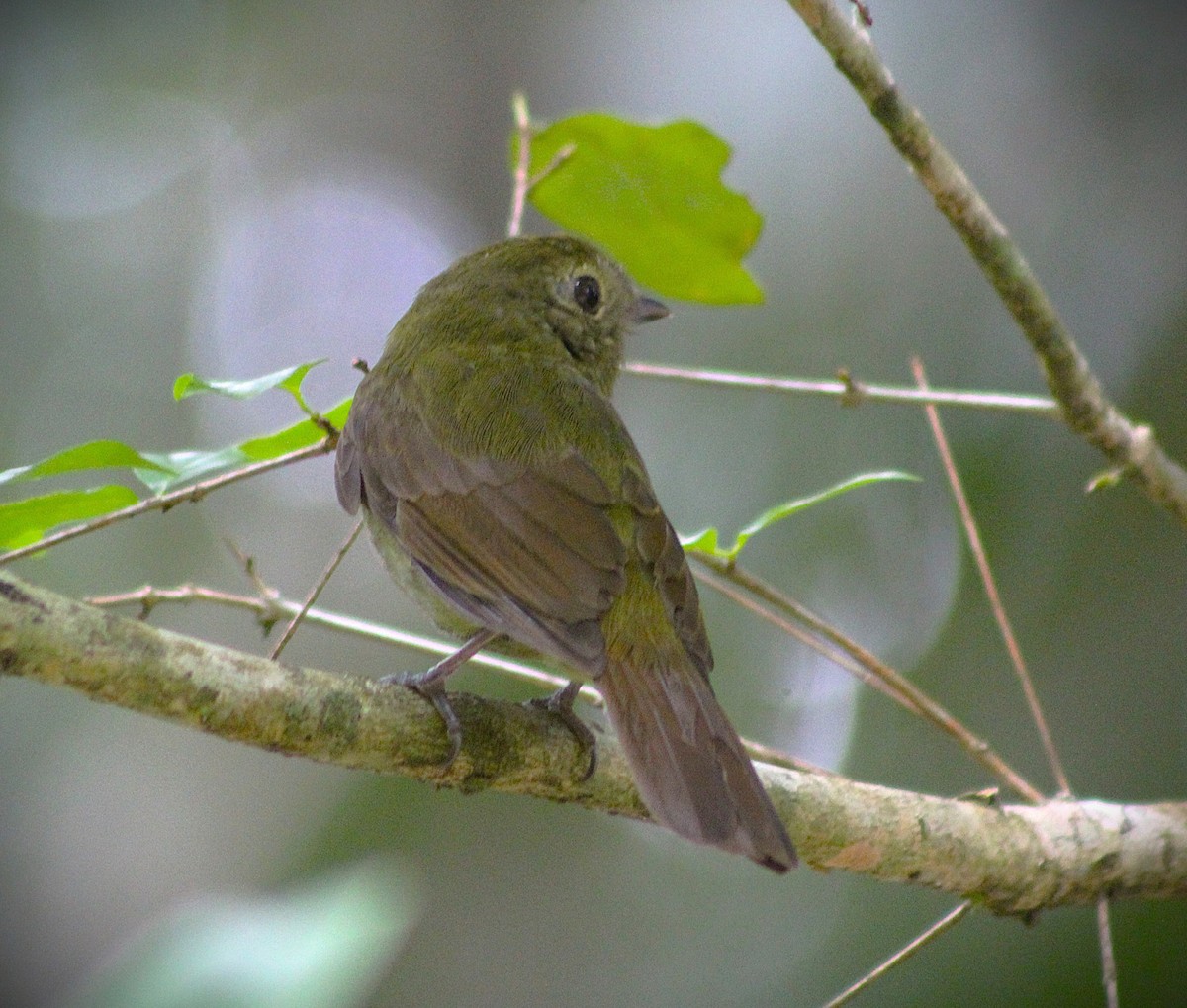 Greenish Schiffornis - ML644499860