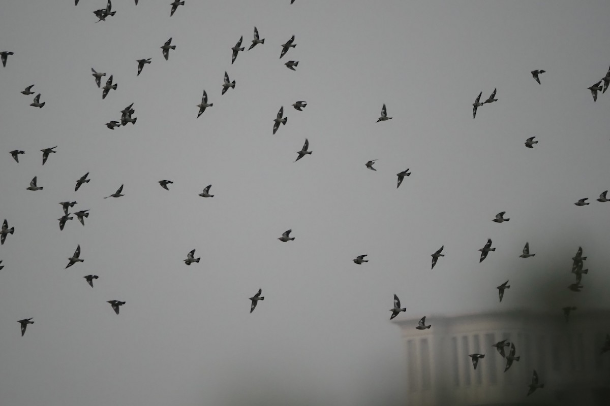 silkestær - ML644499864