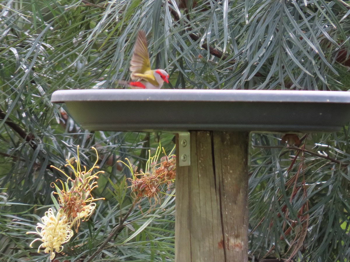 Краснобровая амадина - ML644499871