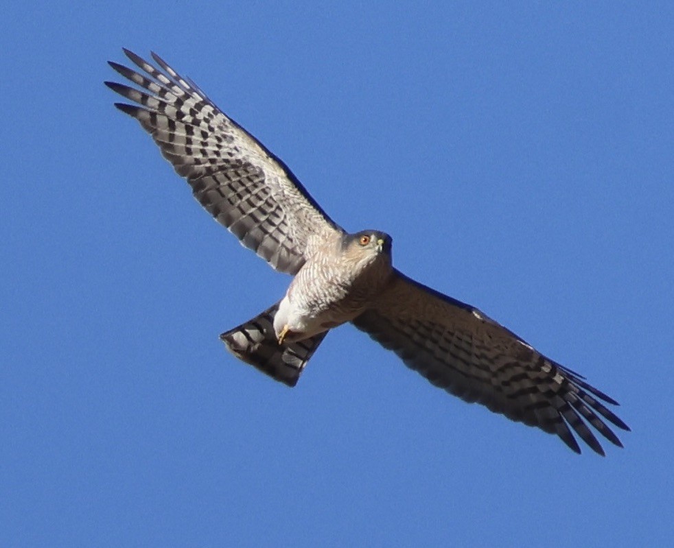 Sharp-shinned Hawk - ML644499872