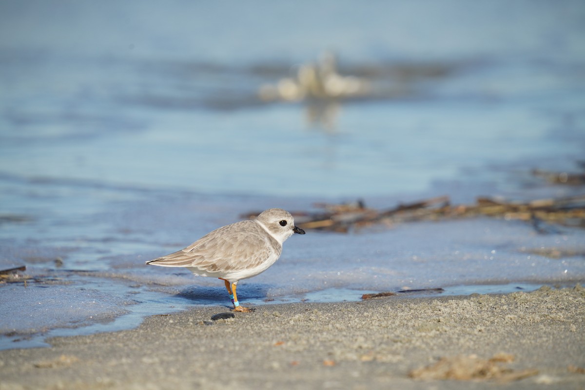 Islıkçı Cılıbıt - ML644499874