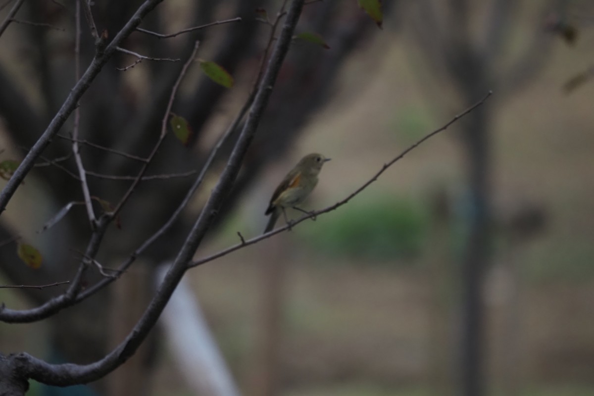 Red-flanked Bluetail - ML644499875