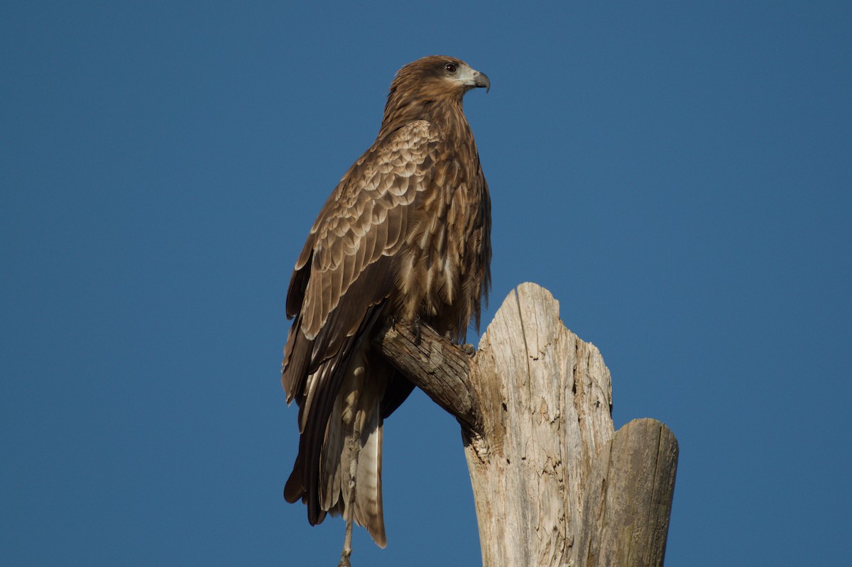 Black Kite - ML644499876