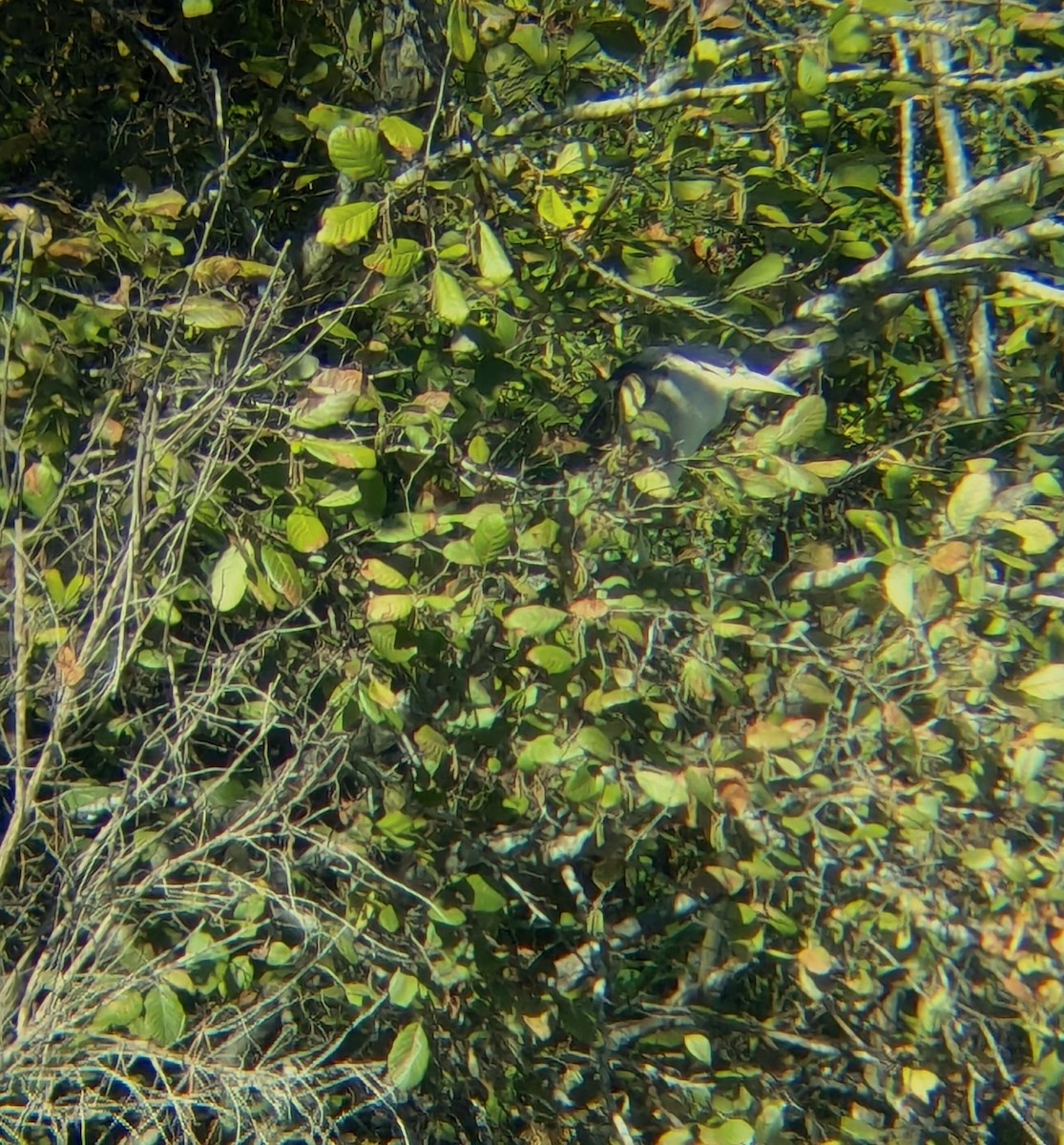 Ногоовор зашин - ML644499879