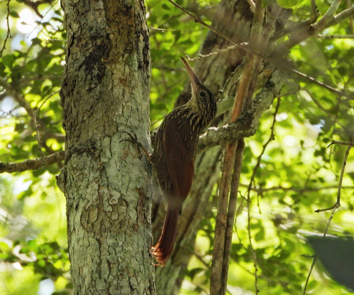 シロハシオニキバシリ - ML644499882