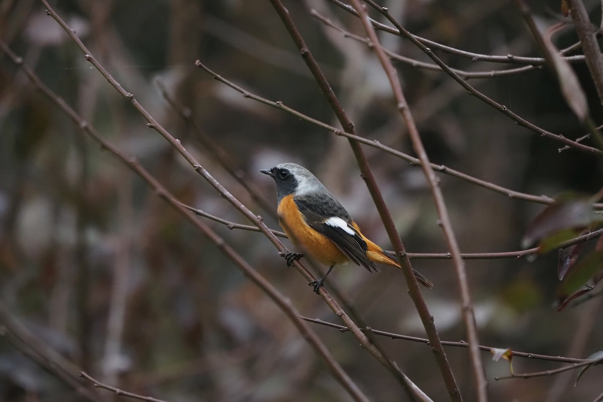 Daurian Redstart - ML644499883
