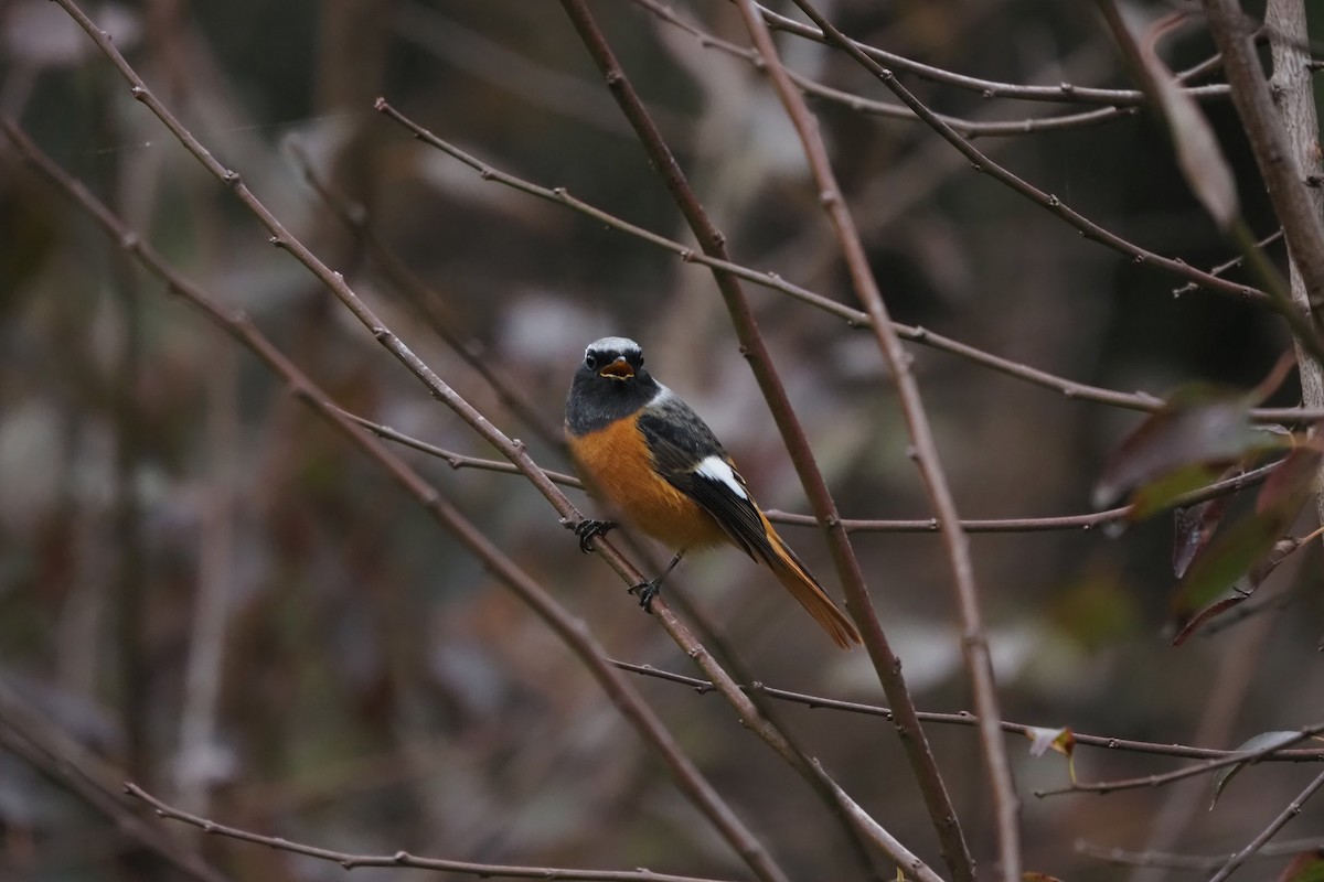 Daurian Redstart - ML644499884