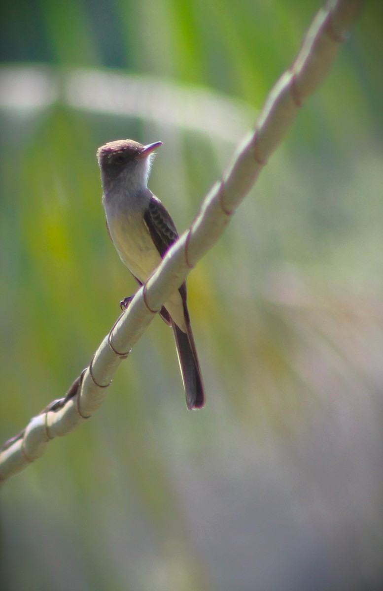 Swainson's Flycatcher - ML644499888