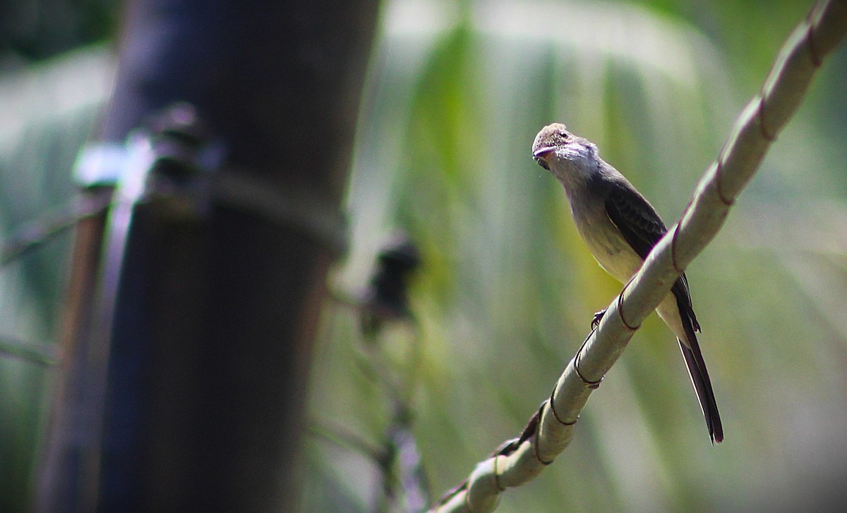 Swainson's Flycatcher - ML644499889