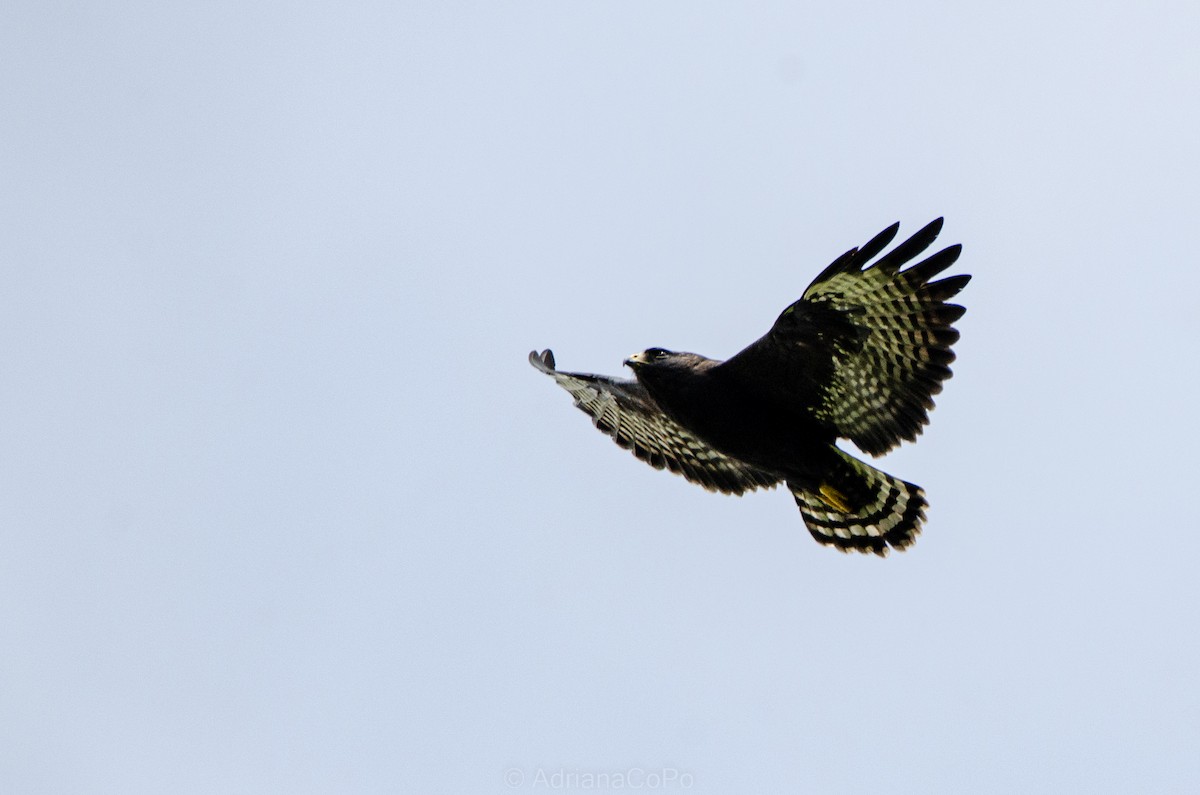 Short-tailed Hawk - ML644499890