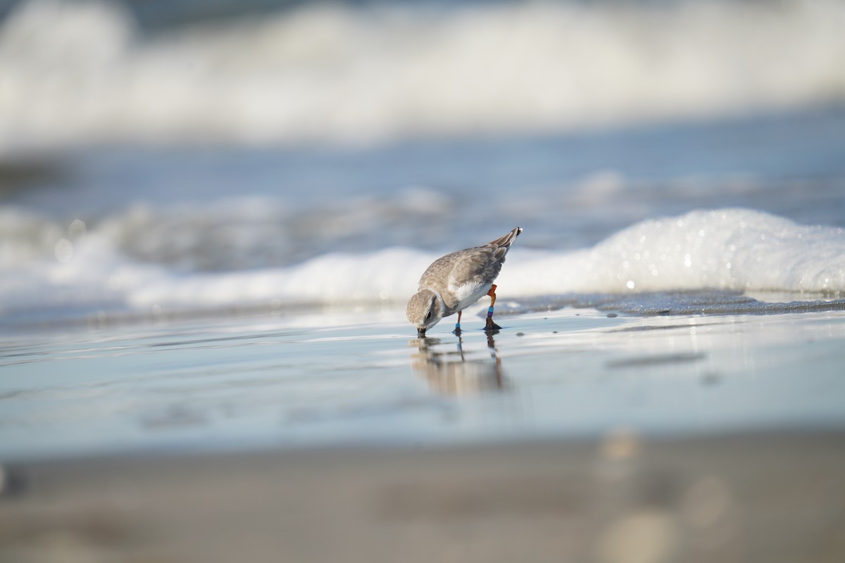 Islıkçı Cılıbıt - ML644499892