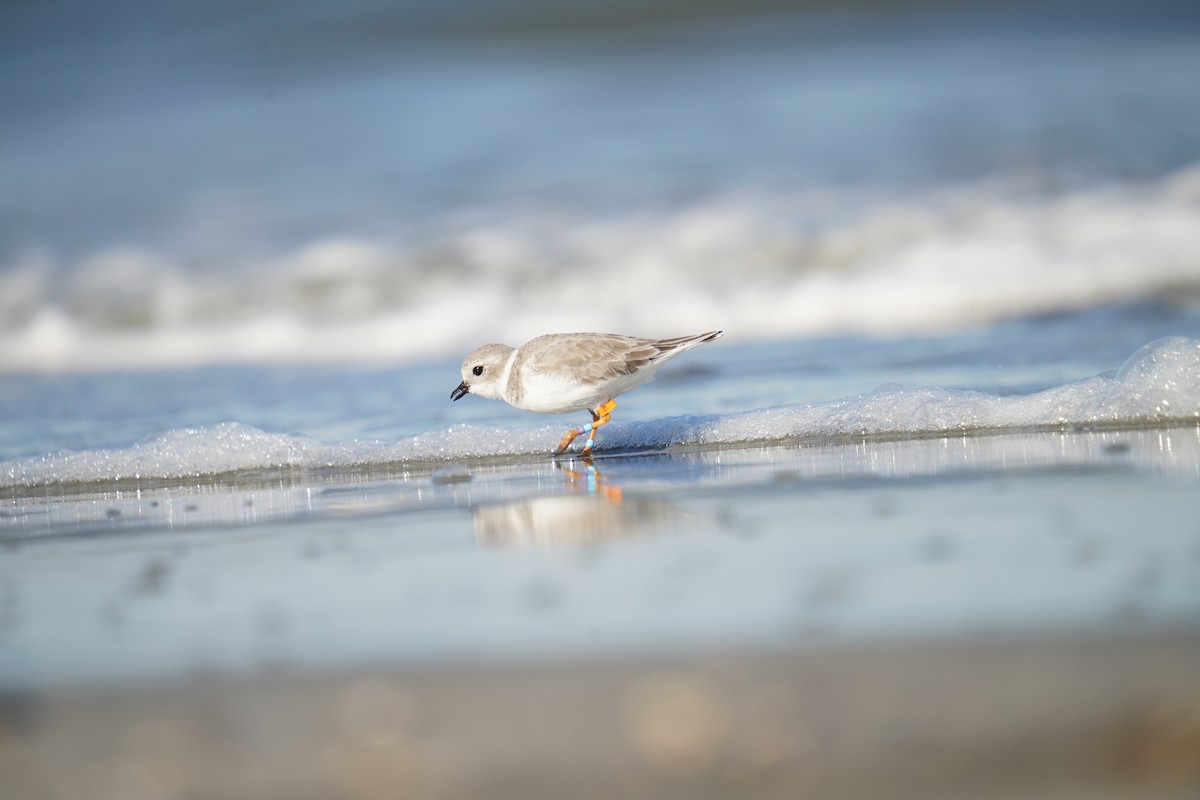 Islıkçı Cılıbıt - ML644499894