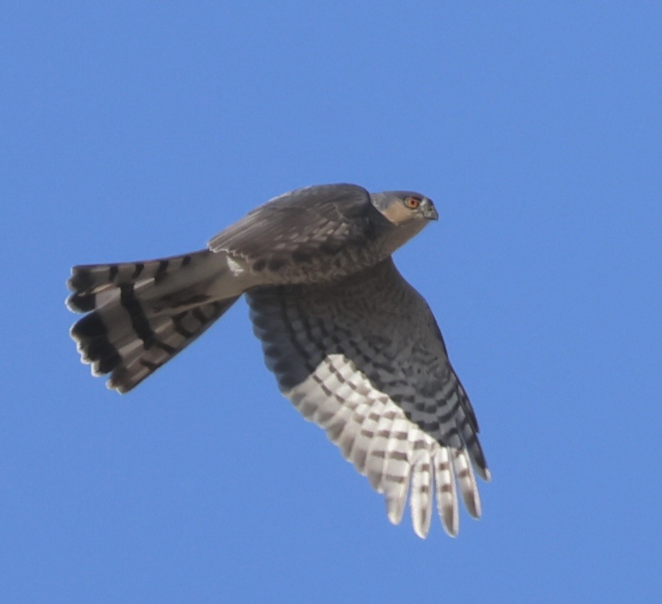 Sharp-shinned Hawk - ML644499898