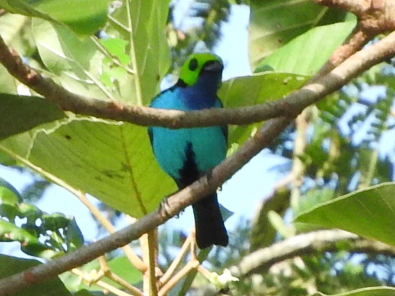 Paradise Tanager - ML644499902