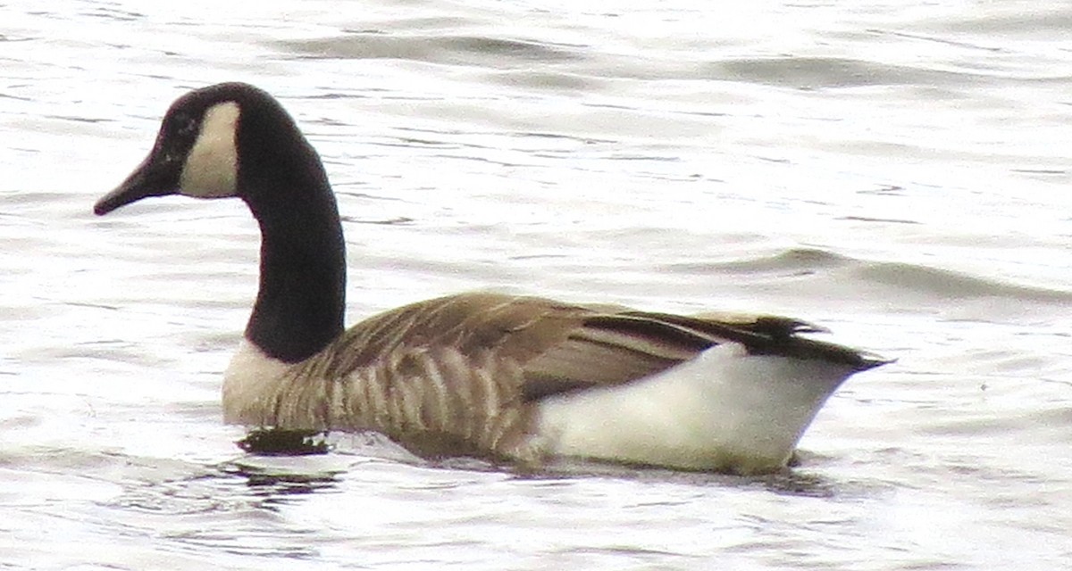 Bernache du Canada - ML644499910