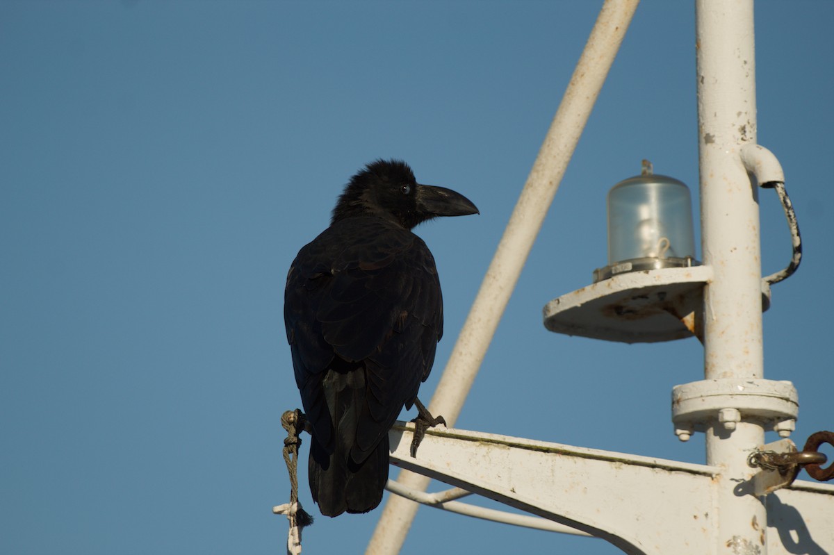 Large-billed Crow - ML644499914